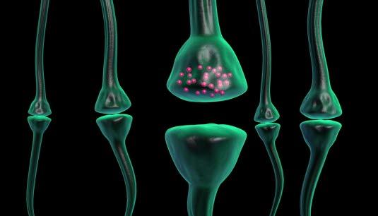 Synapse