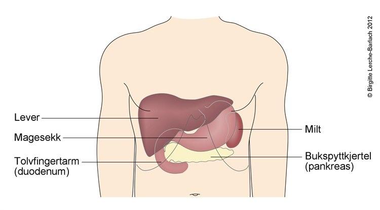 Abdomen - øvre del