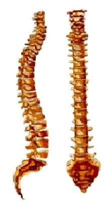 Ryggsøylen forfra og fra siden