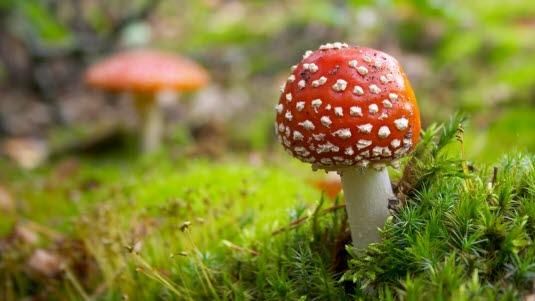 Nærbilde av en fluesopp i skogen