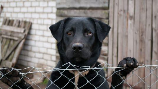 Hjemls hund