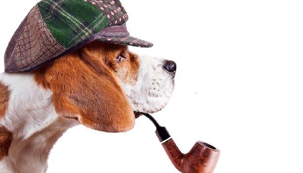 sporhund