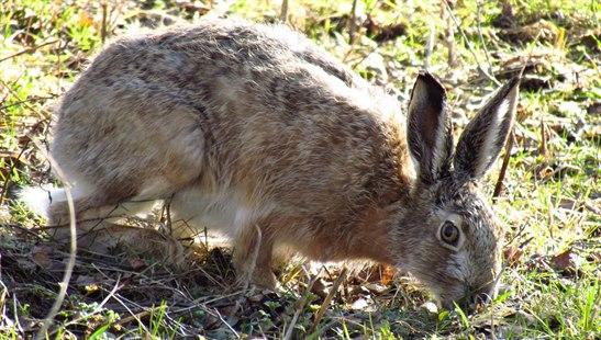 Hare