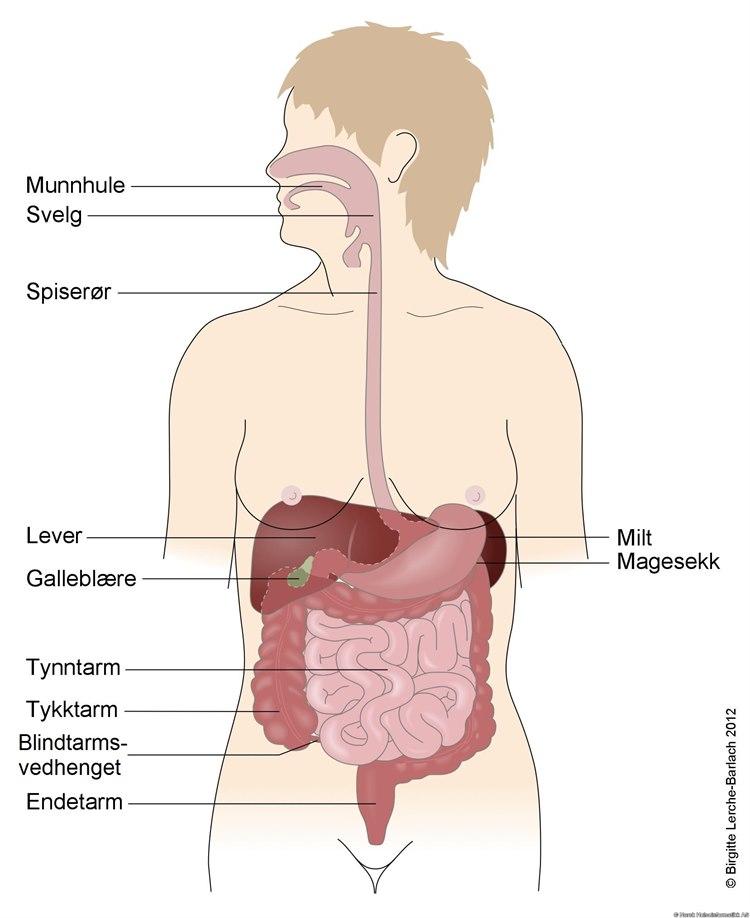 Oversigt abdominalorganer