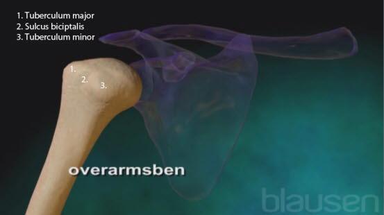 Humerus