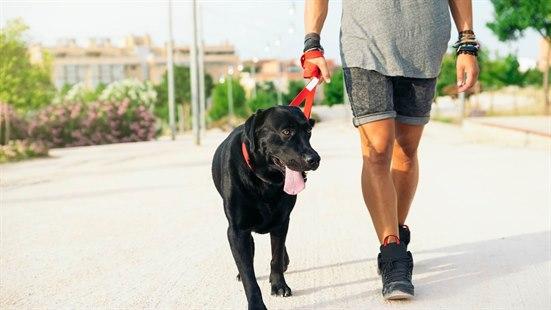 På tur med hund