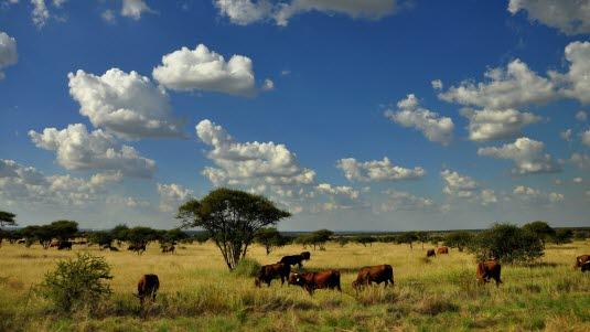 Afrikansk savanne