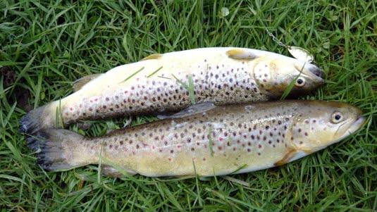 fisk