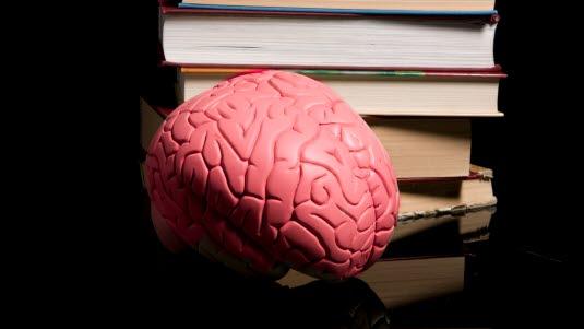 brain