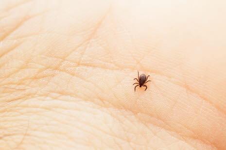 Tick, small