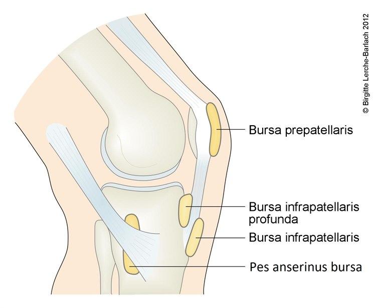 7307-2-bursa-i-kneleddet.jpg