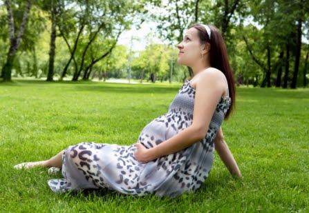 Gravid