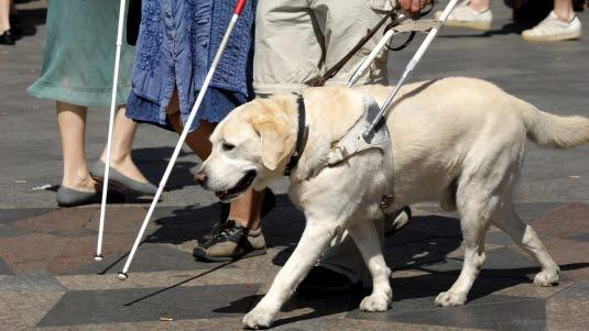 seeing dog