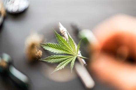 Cannabis