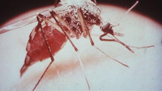 malaria