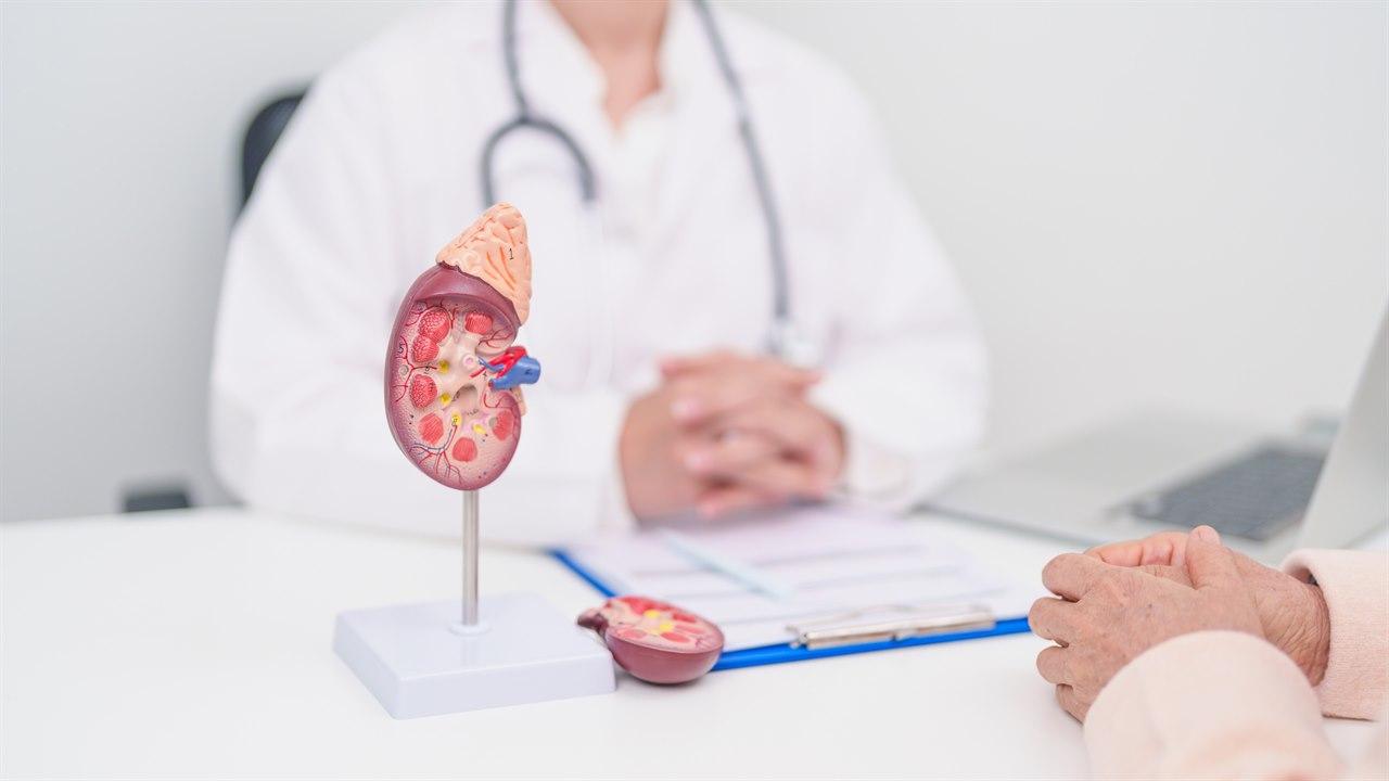 Illustrasjonsfotoet viser en legetime mellom lege og pasient, med en nyre i plastikk som brukes til timen. 