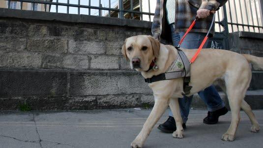 førerhund
