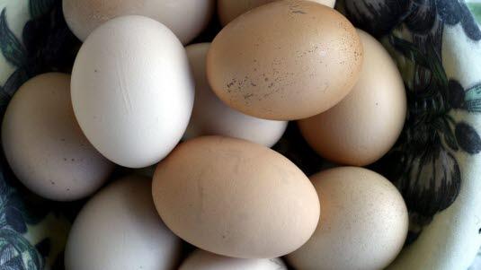 egg