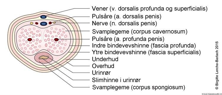 Tverrsnitt av penis