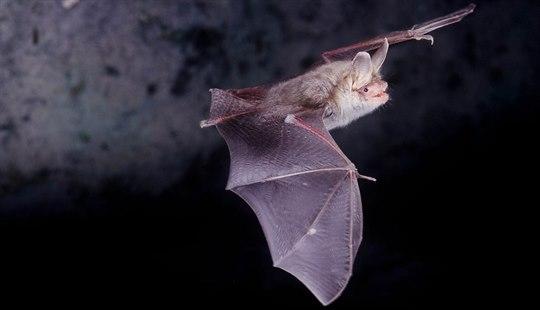 Flaggermus