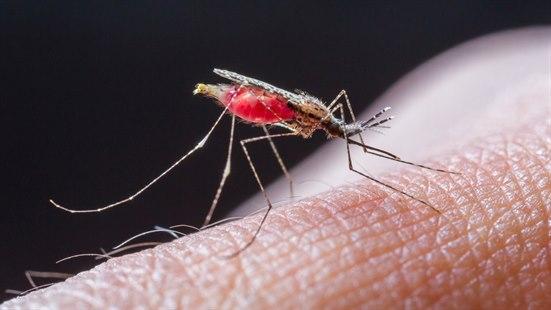 Mosquito