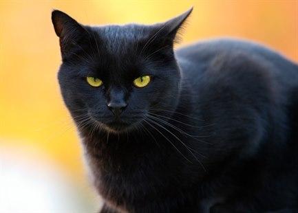 Katt