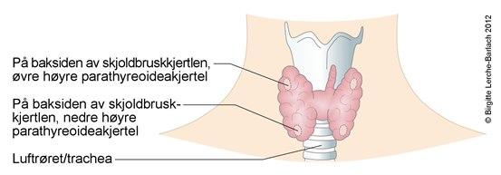 Parathyroid gland