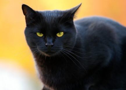 Katt