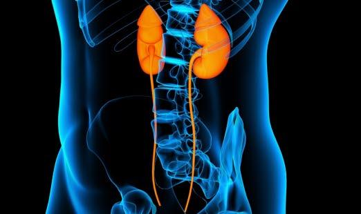 Nyrer og ureter