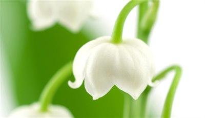 hartjes plant Bleeding Heart Potted Bleeding Heart Plant main image 1