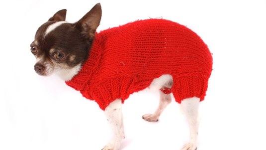 Rød hund
