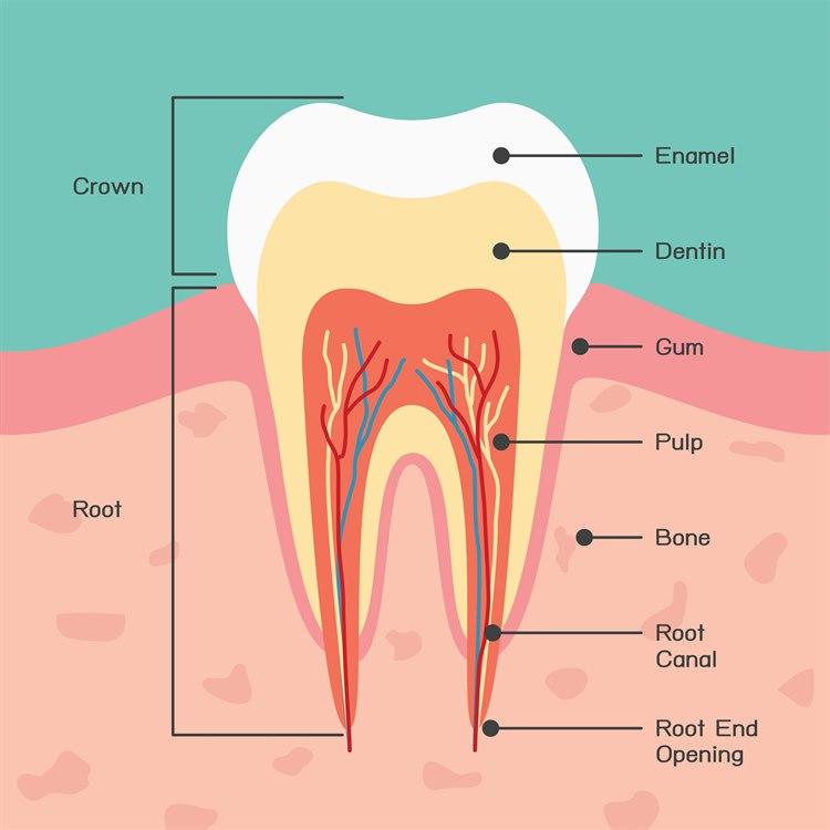 Tannens anatomy.jpg