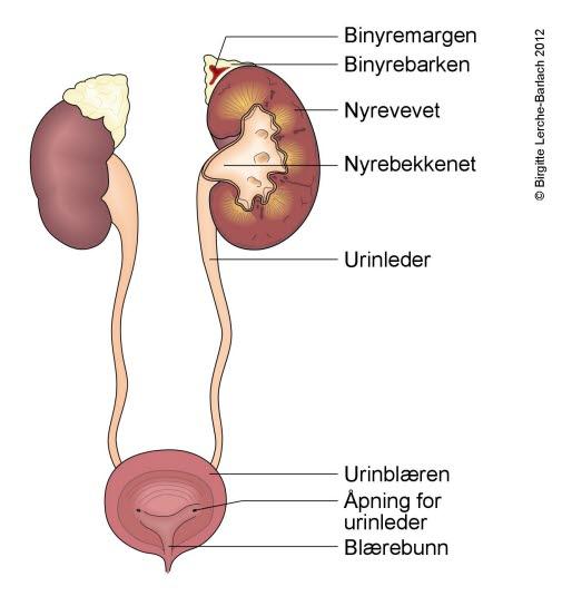 kt-urinutskillelse-veiviser