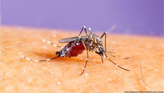 Aedes albopictus