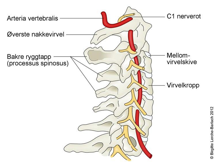 Nakkeryggraden (cervikal kolumna)