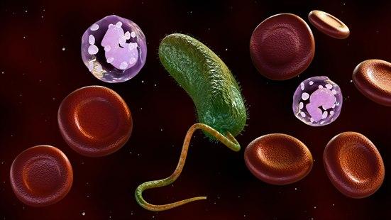 Illustrasjonsfotoet viser bakterien Vibrio vulnificus i blodet