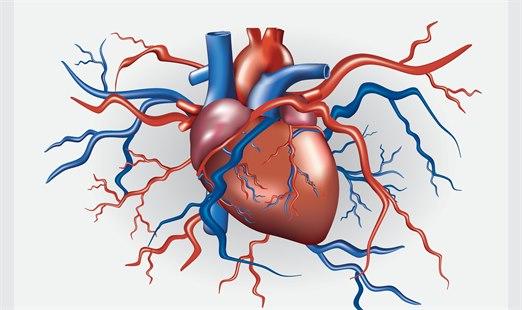 Heart and vessels