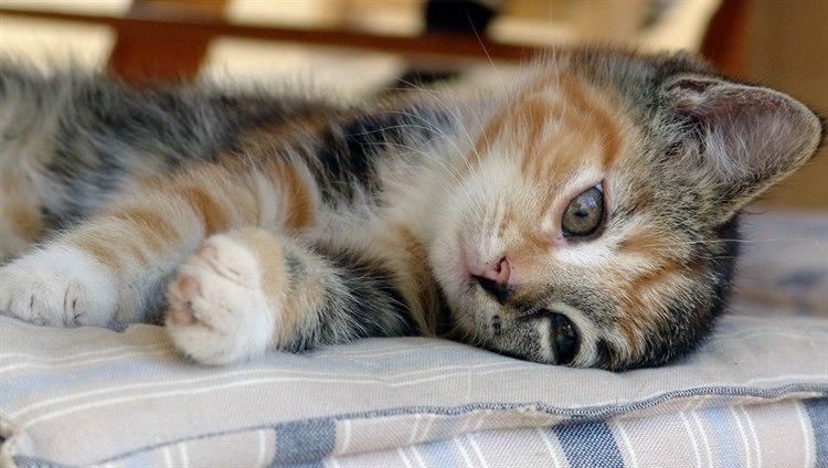 6212-2-katt.jpg