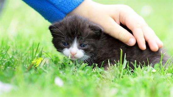Kattunge