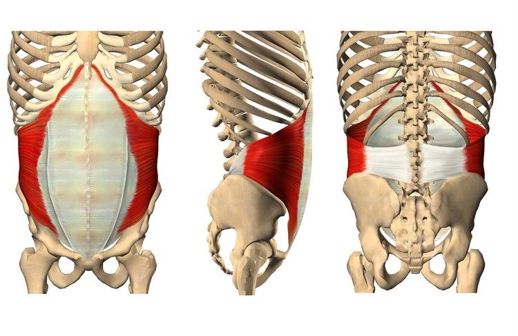 Transversus abdominis