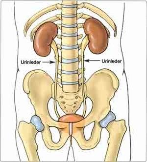 Urinveiene