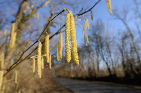 Pollen