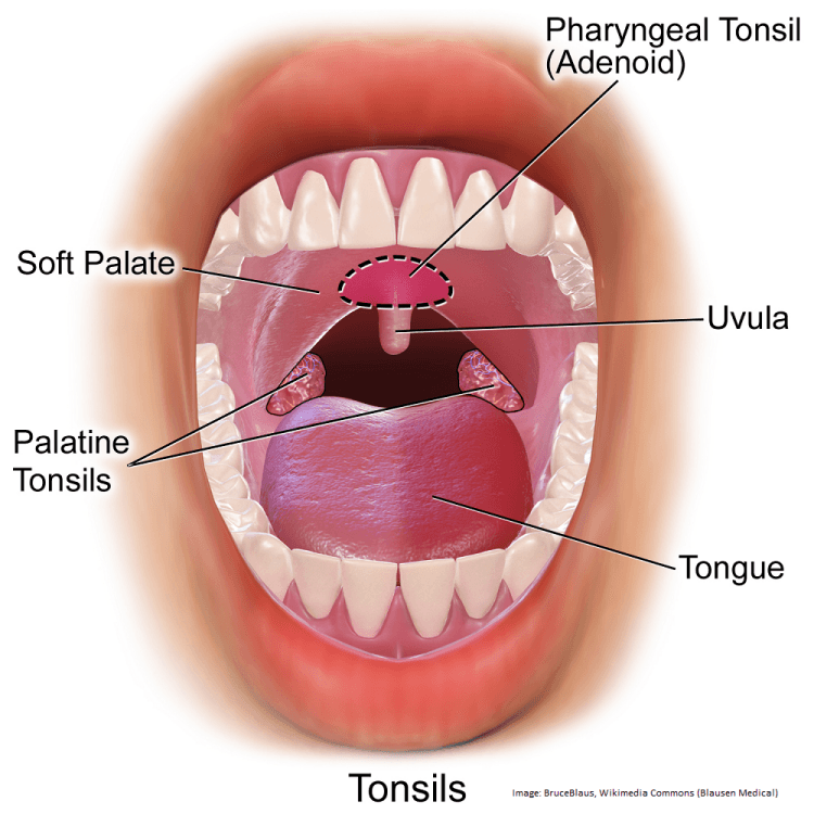 Tonsiller.png