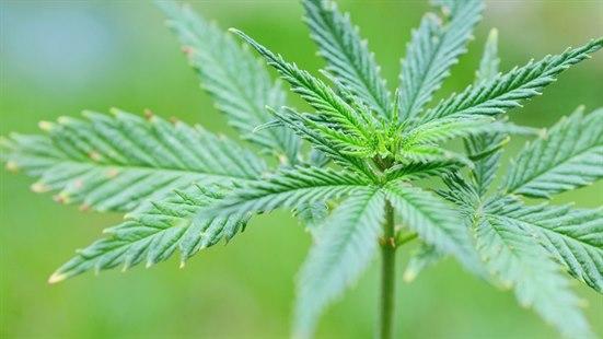 Marihuana