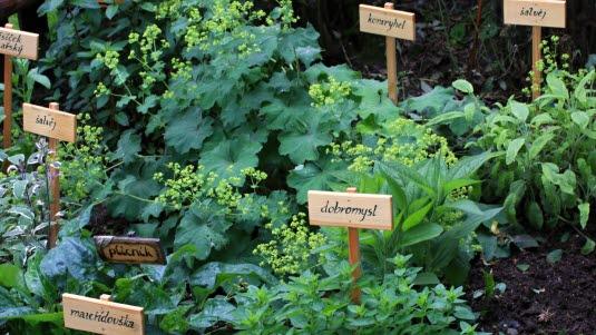 herbs