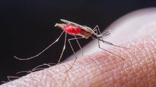 Mosquito