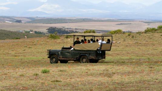 safari