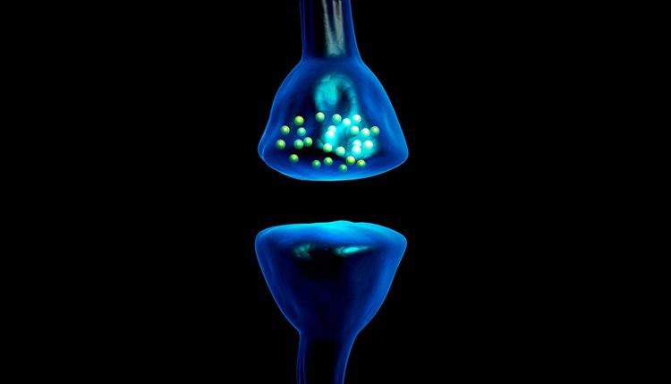 Synapse