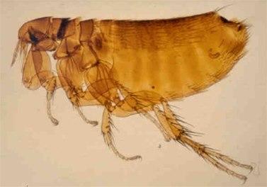Fugleloppa Ceratophyllus gallinae er brunsvart, 2-3 mm lang og sammentrykt fra sidene slik at de seks beina synes å være festet på den ene siden av kroppen. Kilde: Folkehelseinstituttet.