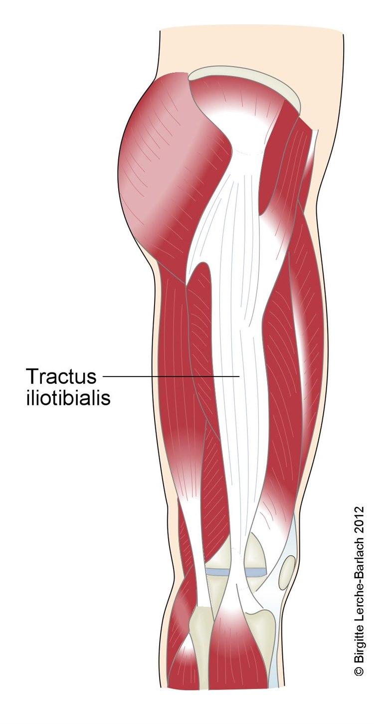9216-2-id659-tractus-iliotibial.jpg